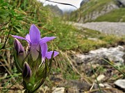 34 Gentianella rhaetica (Genzianella retica)